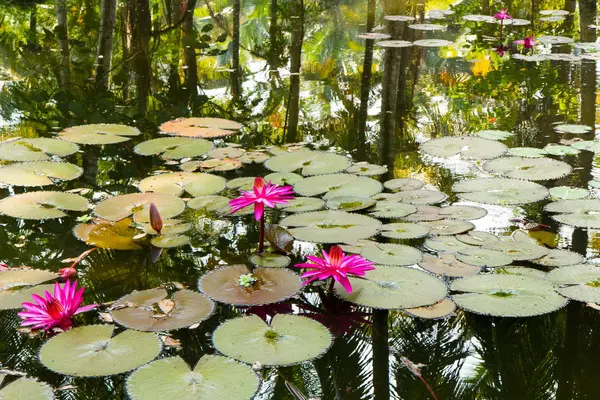 Ninfee in laguna con riflessi della rai circostante — Foto Stock