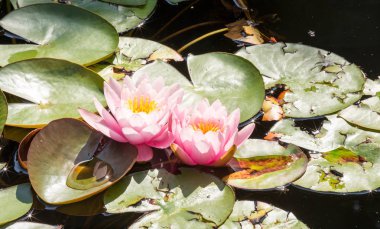Güzel pembe lotus çiçek veya nilüferler güneşli yaz gününde havuzda. Yüksek alan derinliği