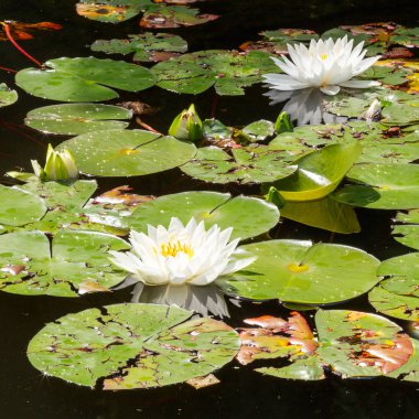 Güzel beyaz lotus çiçek veya nilüferler güneşli yaz gününde havuzda. Yüksek alan derinliği