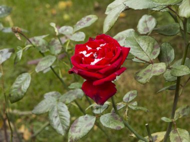 Taze karla kaplı bir çiçek yatakta hassas kırmızı gül