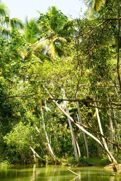 Selva Los Remansos Kerala Una Cadena Lagunas Lagos Salobres Paralelos — Foto de Stock