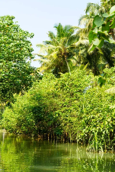 Jungle Kerala Backwaters Chain Brackish Lagoons Lakes Lying Parallel Arabian — Stock Photo, Image