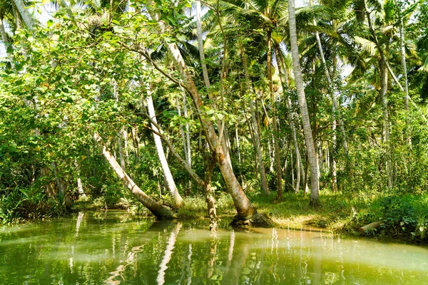 Selva Kerala Backwaters Uma Cadeia Lagoas Salobras Lagos Que Encontram — Fotografia de Stock