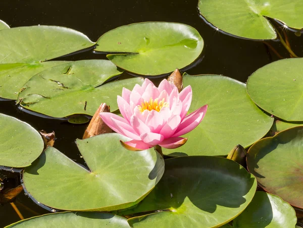 美しいピンクの蓮の花 日当たりの良い夏の日に池の中の睡蓮 花に焦点を当てる — ストック写真