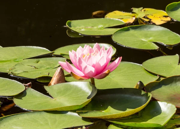 Beautiful Pink Lotus Flowers Water Lilies Pond Sunny Summer Day — Stock Photo, Image