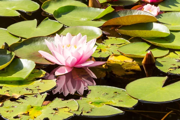 Beautiful Pink Lotus Flowers Water Lilies Pond Sunny Summer Day — Stock Photo, Image