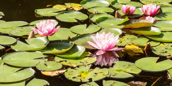 美しいピンクの蓮の花 日当たりの良い夏の日に池の中の睡蓮 高被写し界深度 — ストック写真
