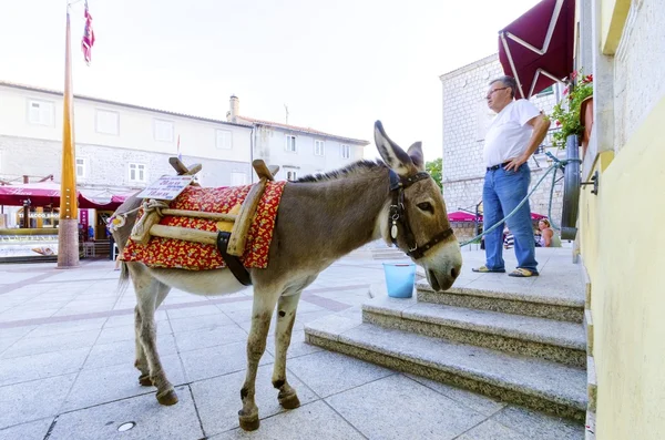 Szamár: Vale market place, Krk város, Horvátország — Stock Fotó