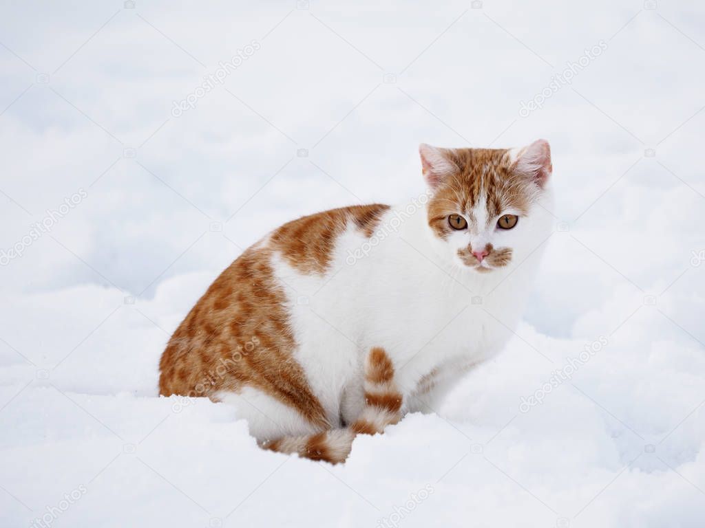 Domestic cat during wintertime