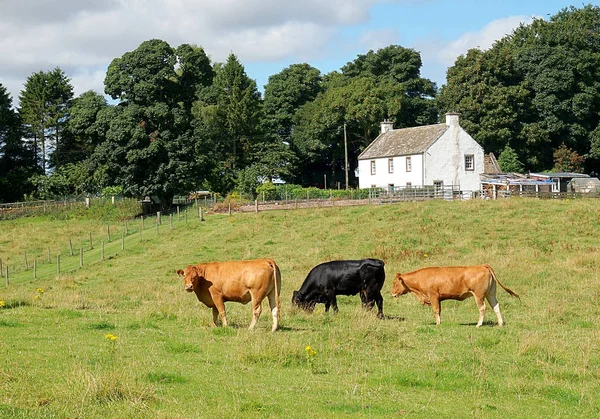 Toros en una granja escocesa . — Foto de Stock
