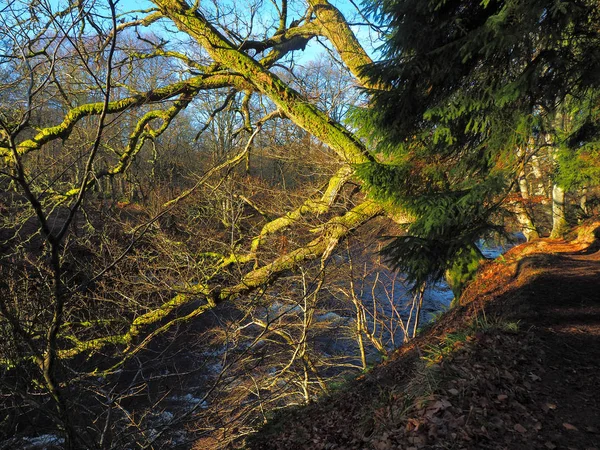 Ágak Vízesés Felett Alyth Blairgowrie Skócia 2019 Február Napfény Által — Stock Fotó