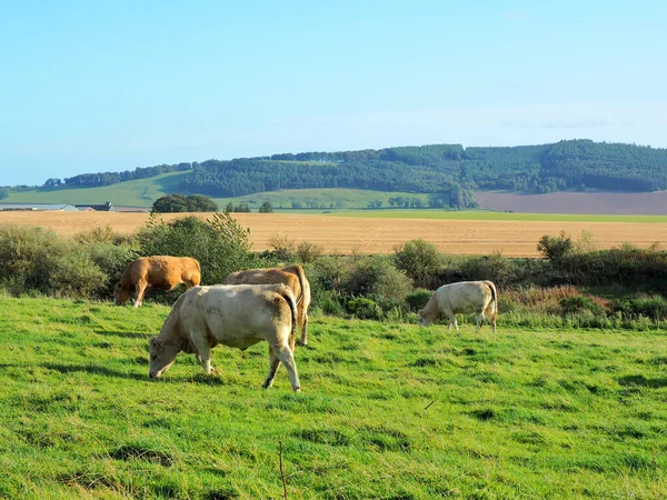 Vacas Hierba Forfar Escocia Mayo 2017 Vacas Montaña Escocesas Pasto — Foto de Stock