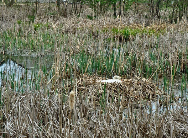 Hidden Swan District Uniejow Poland April 2020 Female White Swan — Stock Photo, Image