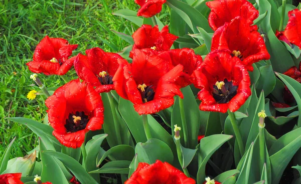チューリップの兄弟 ポーランドのロドス 2020年5月7日美しい赤いチューリップの大家族は ロドスの植物園の風に春の太陽の下で咲きます — ストック写真