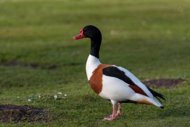 A solitary shelduck stands isolated on grass . clipart