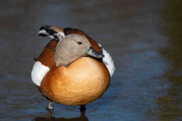 Osamělý Jihoafrický Shelduck Stojí Mělkém Rybníčku — Stock fotografie