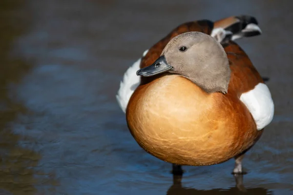 Solitary South African Shelduck Stands Shallow Pond — Stock Photo, Image