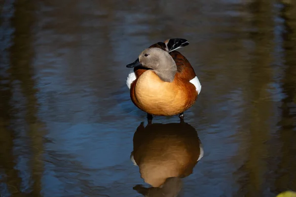 Canard Afrique Sud Solitaire Dresse Dans Étang Peu Profond — Photo