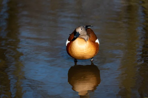 Canard Afrique Sud Solitaire Dresse Dans Étang Peu Profond — Photo