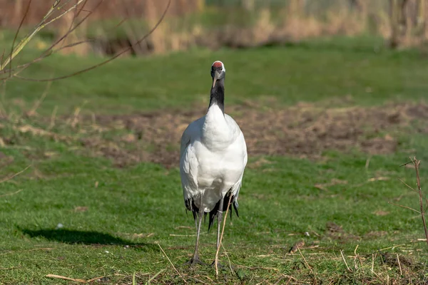 Une Grande Élégante Grue Couronne Rouge Solitaire Tient Soleil Sur — Photo