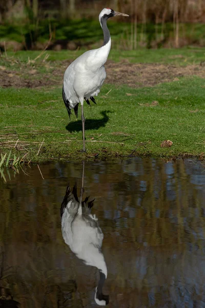 Guindaste Solitário Alto Elegante Coroa Vermelha Fica Sol Grama Com — Fotografia de Stock