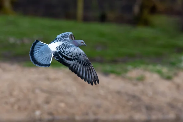 Pigeon Flight Flies Left Right Wings Outswept — Stock Photo, Image