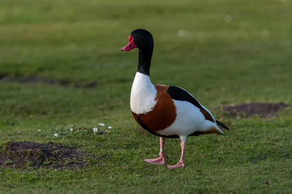 Eine Einsame Ente Steht Isoliert Auf Dem Gras — Stockfoto