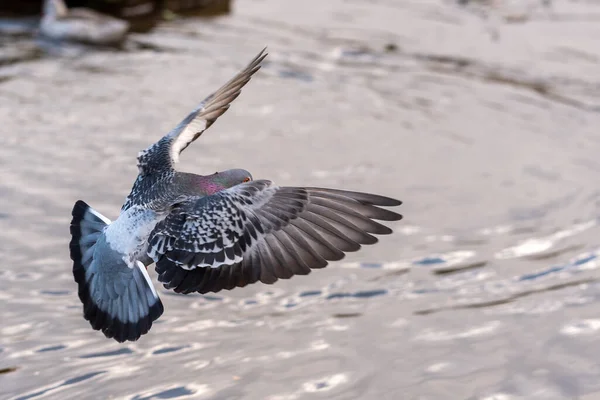 Pigeon Flight Flies Left Right Wings Outswept — Stock Photo, Image