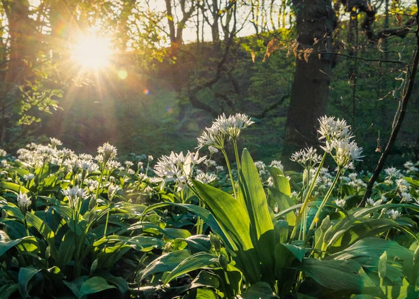 Ramsom, a species of onion, also known as Bear\'s Garlic, Wood garlic, Wild Garlic, and Broad-leaved Garlic photographed early in the morning.