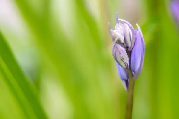 Detailed Close Blue Coloured Bluebell Just Opens Signature Shape — Stock Photo, Image