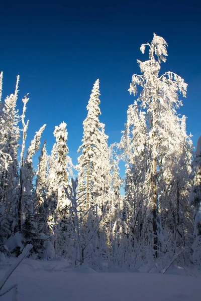 Ağaçlarda kar görüntüsü — Stok fotoğraf