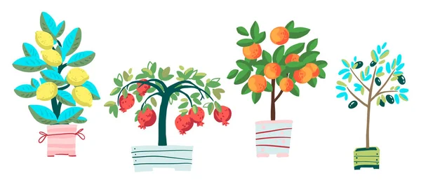 Set of potted plants: pomegranate, olive tree, tangerine and lemon — Stock vektor