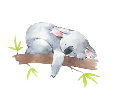 Ağaçta uyuyan tatlı koala, suluboya çizimi. 