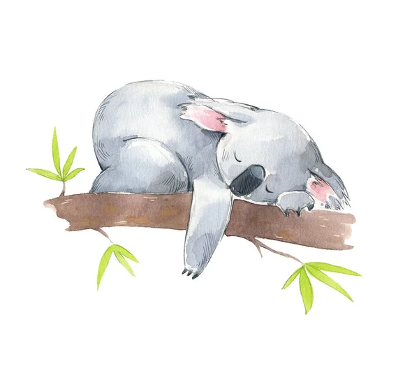 Leuke Koala Slapen Een Boom Aquarel Illustratie — Stockfoto