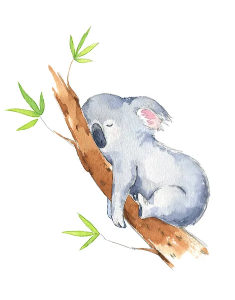 Leuke Koala Slapen Een Boom Aquarel Illustratie — Stockfoto