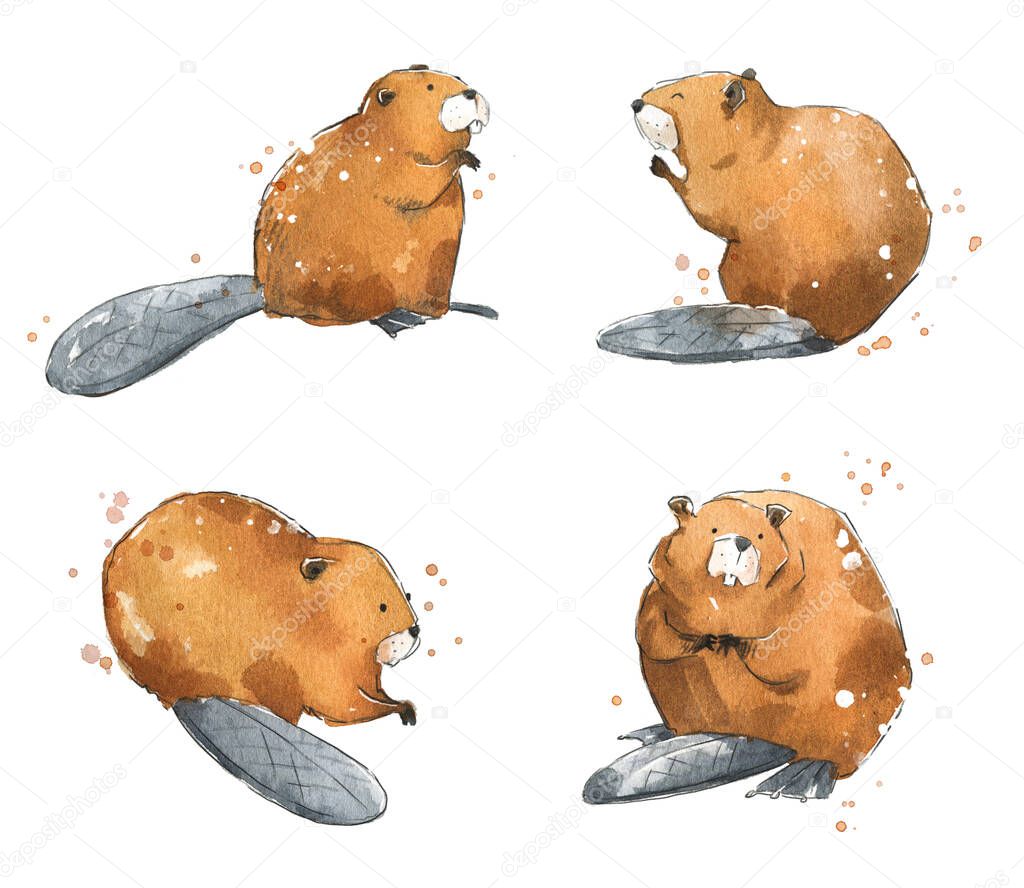 Set of watercolour beavers,  hand painted illustration