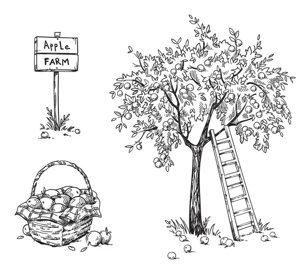 Appelboom Met Een Ladder Een Mand Van Rijpe Appels Apple — Stockvector