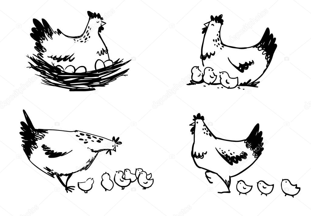 Set of hens with chicks and hen sitting on eggs, vector line art. 