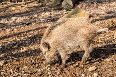 Yaban domuzu (sus scrofa scrofa) için yiyecek - vahşi kurulu muhafaza, Eifel, Almanya