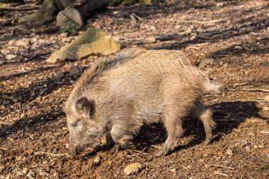 Yaban domuzu (sus scrofa scrofa) için yiyecek - vahşi kurulu muhafaza, Eifel, Almanya