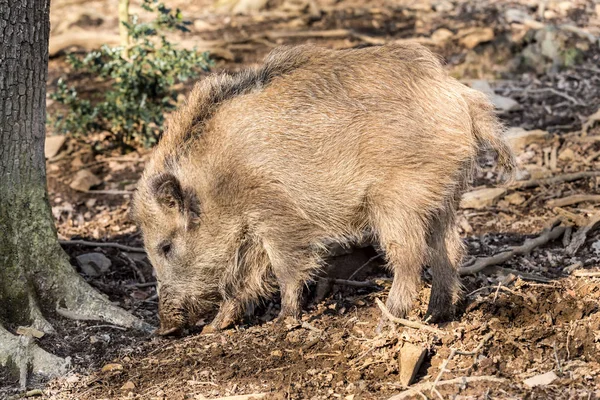 Prase divoké (sus scrofa scrofa) hledání potravy - divoké Skříňe, Eifel, Německo — Stock fotografie