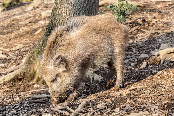 Prase divoké (sus scrofa scrofa) hledání potravy - divoké Skříňe, Eifel, Německo — Stock fotografie