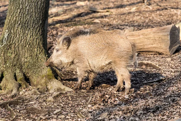 Wildschweine (sus scrofa scrofa) auf Nahrungssuche - Wildgehege, Eifel, Deutschland — Stockfoto