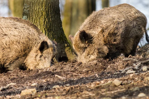 Кабан (sus scrofa scrofa) в поисках пищи - вольер с дикими кабанами, Эйфелева башня, Германия — стоковое фото