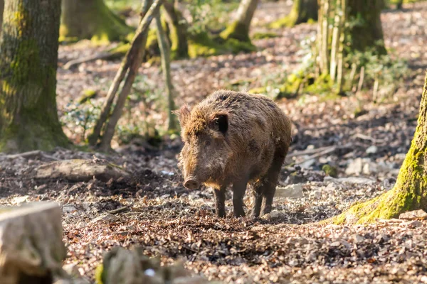 Wildschweine (sus scrofa scrofa) auf Nahrungssuche - Wildgehege, Eifel, Deutschland — Stockfoto