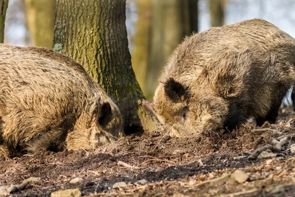 Cinghiale (sus scrofa scrofa) in cerca di cibo - stabulario selvatico, Eifel, Germania — Foto Stock