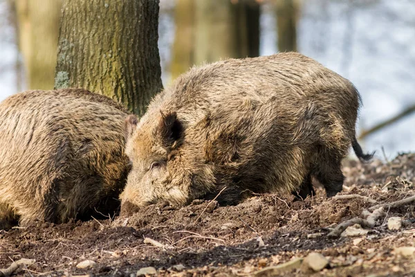 Wildschweine (sus scrofa scrofa) auf Nahrungssuche - Wildgehege, Eifel, Deutschland — Stockfoto