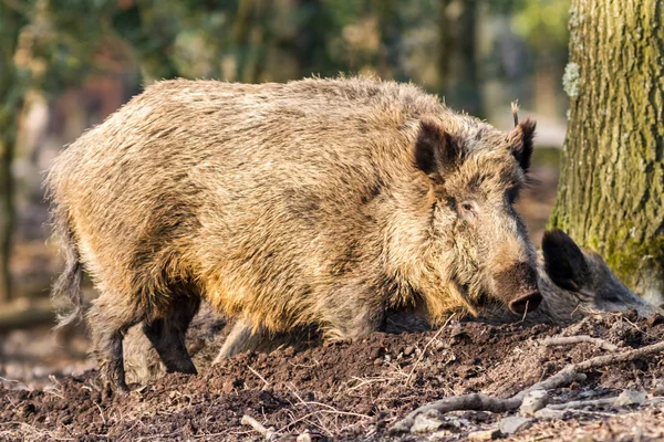 Wild Boar (sus scrofa scrofa) searching for food - wild board enclosure, Eifel, Germany — Stock Photo, Image