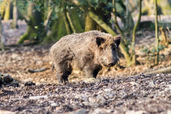 Prase divoké (sus scrofa scrofa) hledání potravy - divoké Skříňe, Eifel, Německo — Stock fotografie