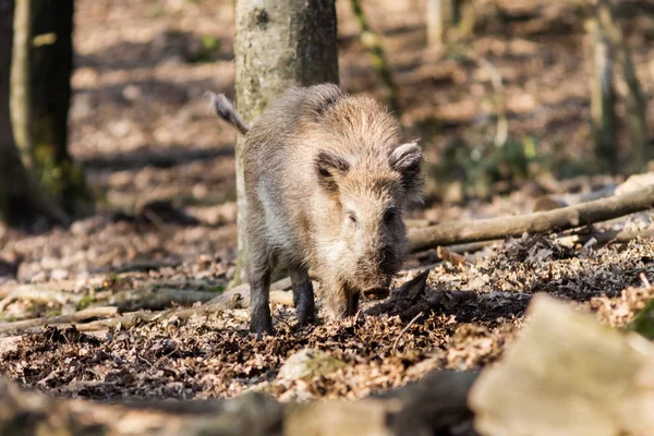 Vildsvin (sus scrofa scrofa), der søger efter føde - indhegning med vildsvin, Eifel, Tyskland - Stock-foto